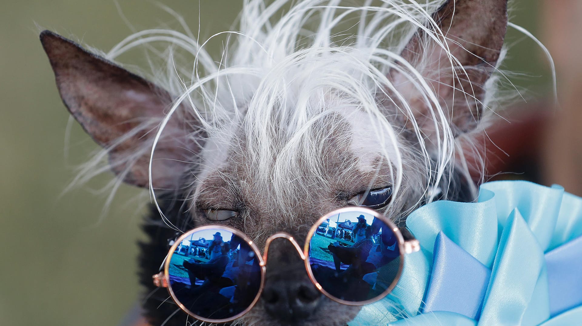 Rascal Deux überzeugt mit fescher Sonnenbrille.