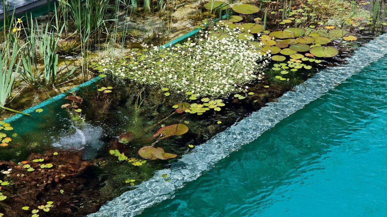 Dieser Schwimmteich hat drei Bereiche: eine Sumpfzone, eine Zone mit Unterwasserpflanzen und eine ohne Pflanzen zum Baden.