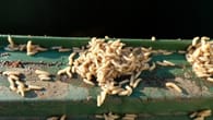 Maden in der Mülltonne: Effektive Hausmittel gegen Fliegenlarven