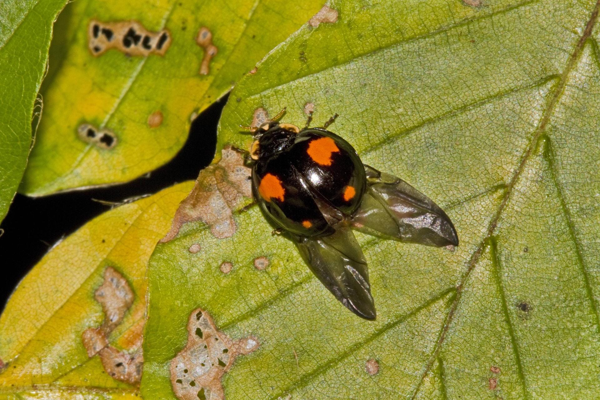 Harmonia axyridis: Der Harlekin-Marienkäfer ist nicht nur rot mit schwarzen Punkten, sondern auch schwarz mit orangenen Flecken.