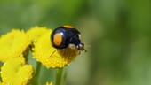 Harmonia Axyridis: Die Asiatischen Marienkäferarten wurden in Europa eingeführt, um Blattläuse biologisch zu bekämpfen.