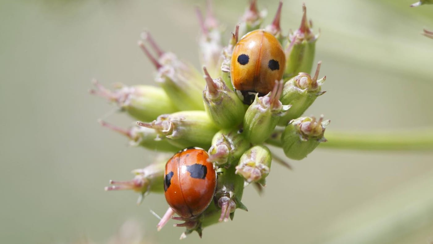 Zweipunkt-Marienkaefer: Die heimische Art (Adalia bipunctata) gibt es in verschiedenen Färbungen.