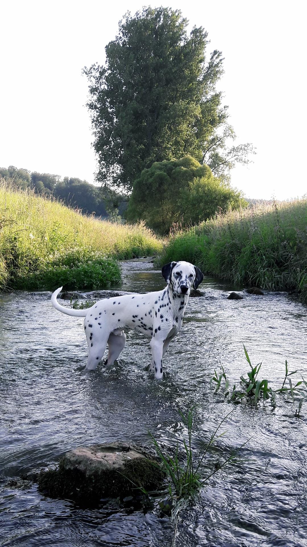 Ein Hund im Wasser
