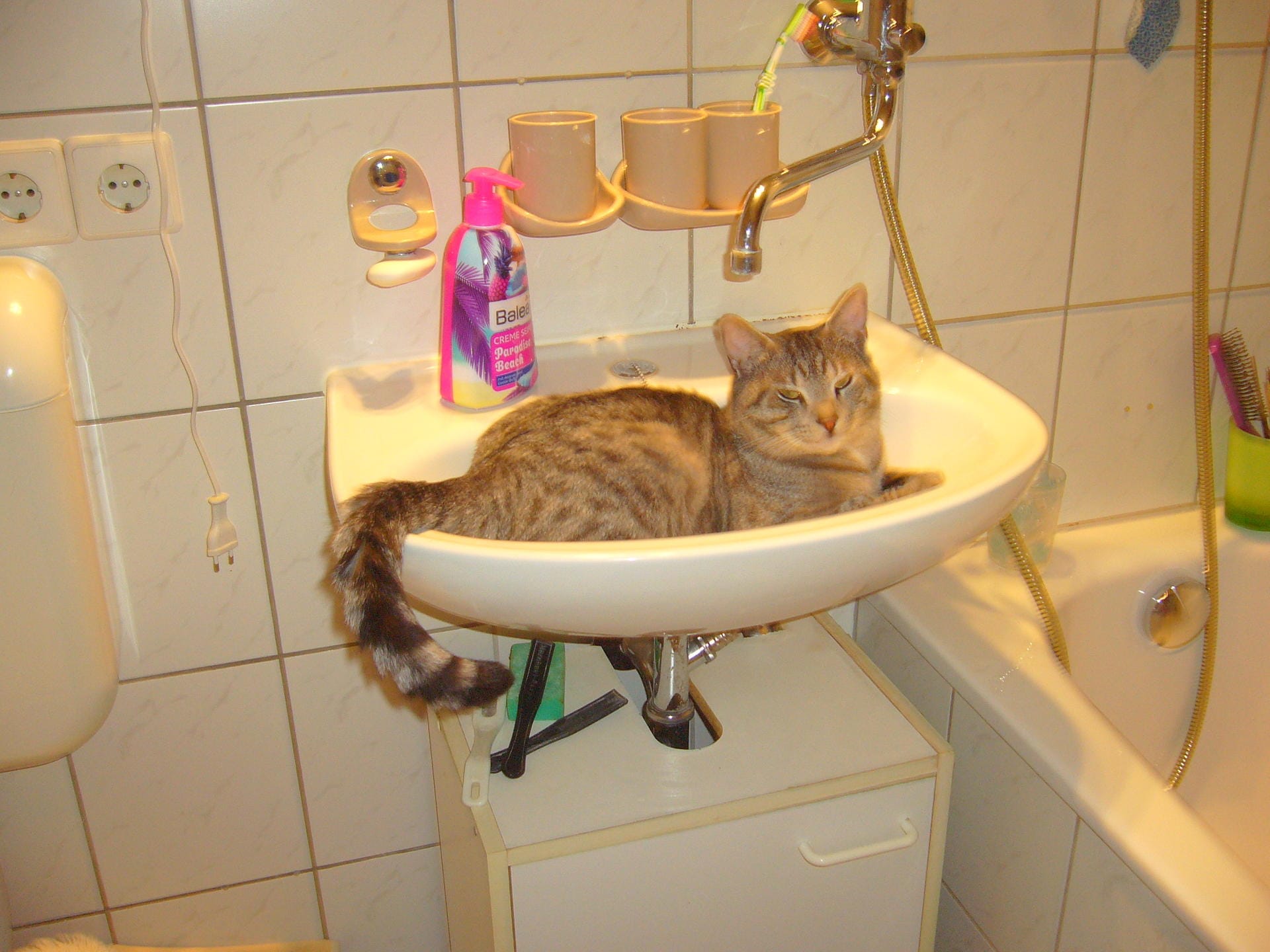 Eine Katze kühlt sich im Waschbecken ab