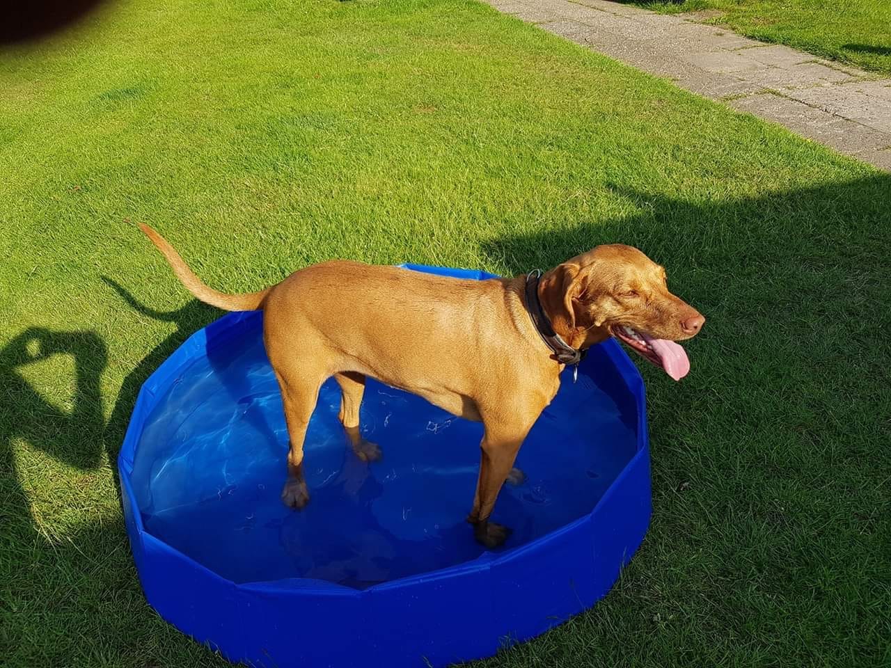 Hund steht im kleinen Swimmingpool