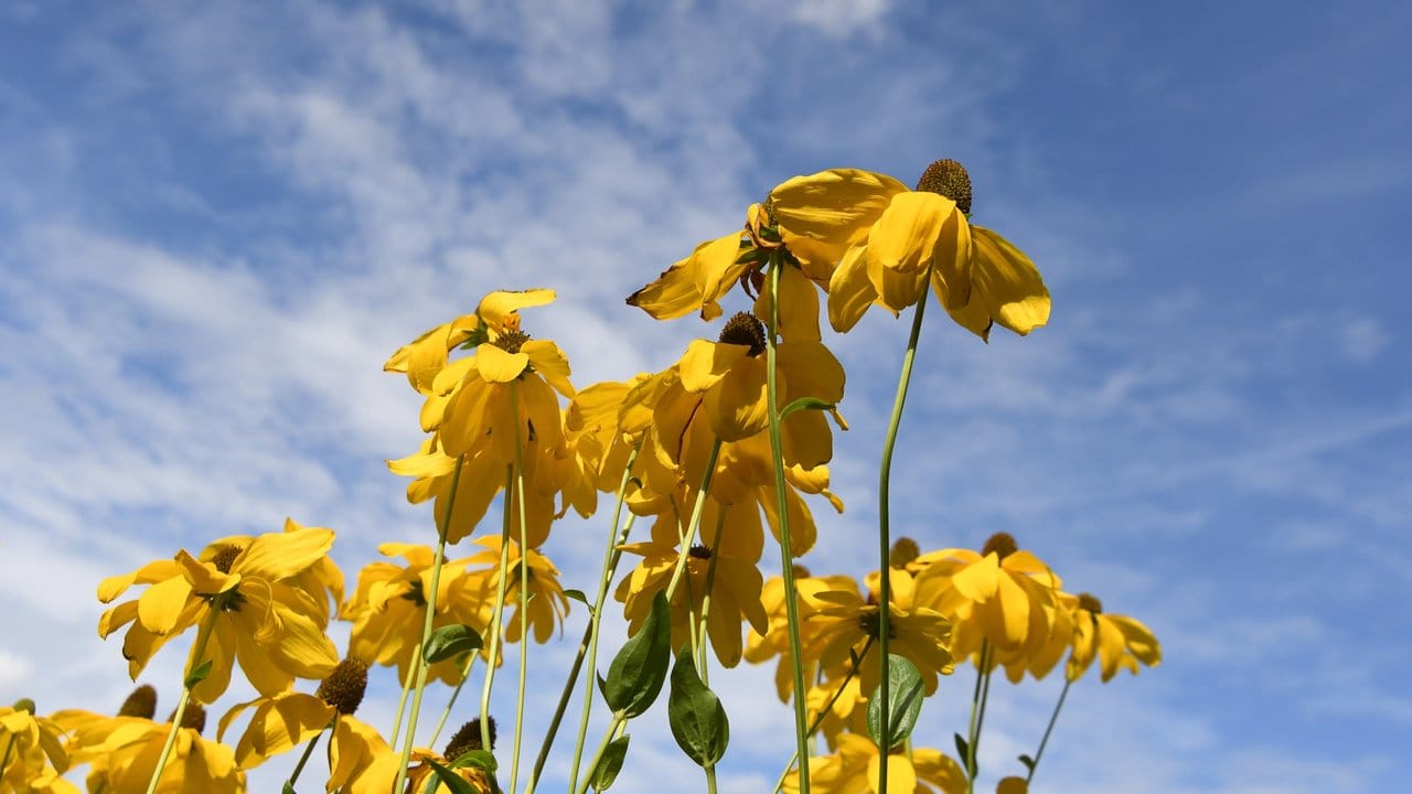 Der Gelbe Sonnenhut (Rudbeckia) zeichnet sich vor allem durch seine Zuverlässigkeit und Langlebigkeit aus - darunter auch der Fallschirm-Sonnenhut (Rudbeckia nitida 'Juligold').