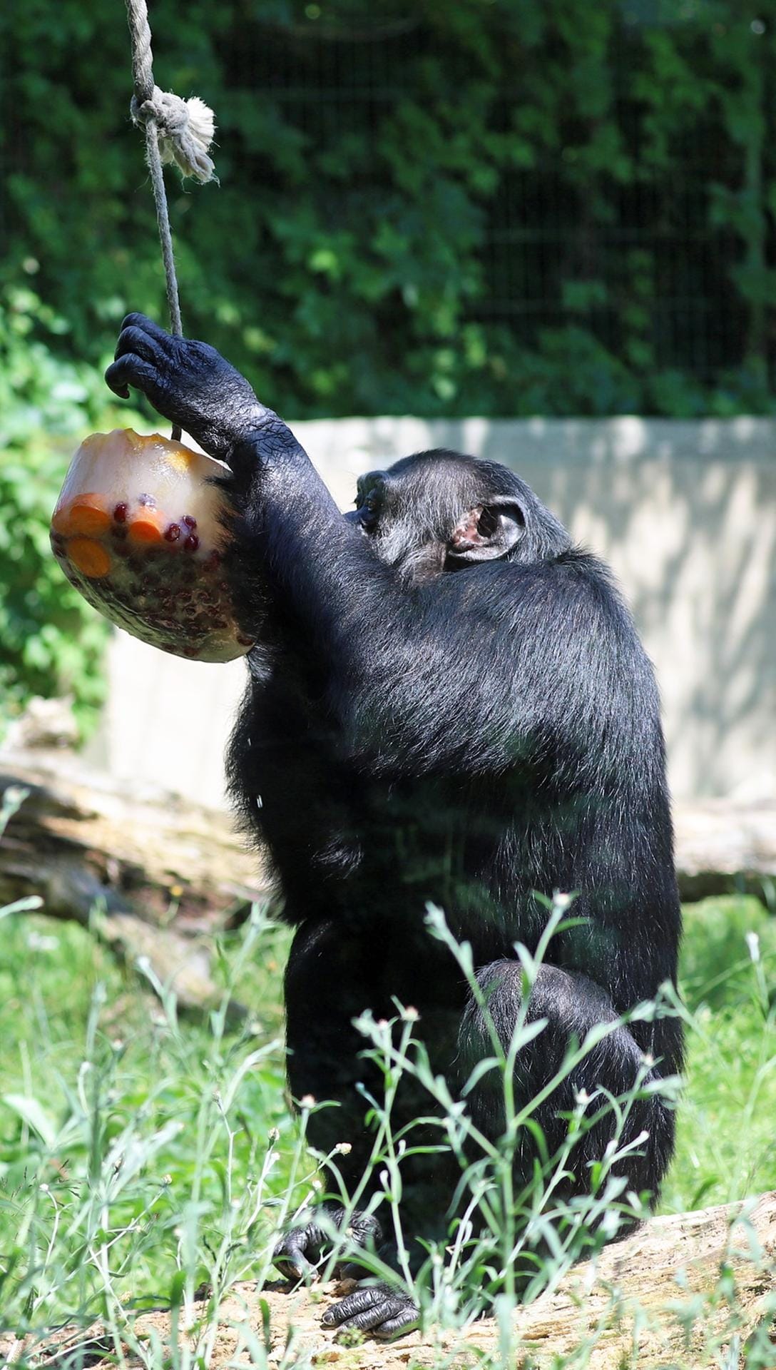 Schimpansen erfreuen sich an einer Eisbombe.