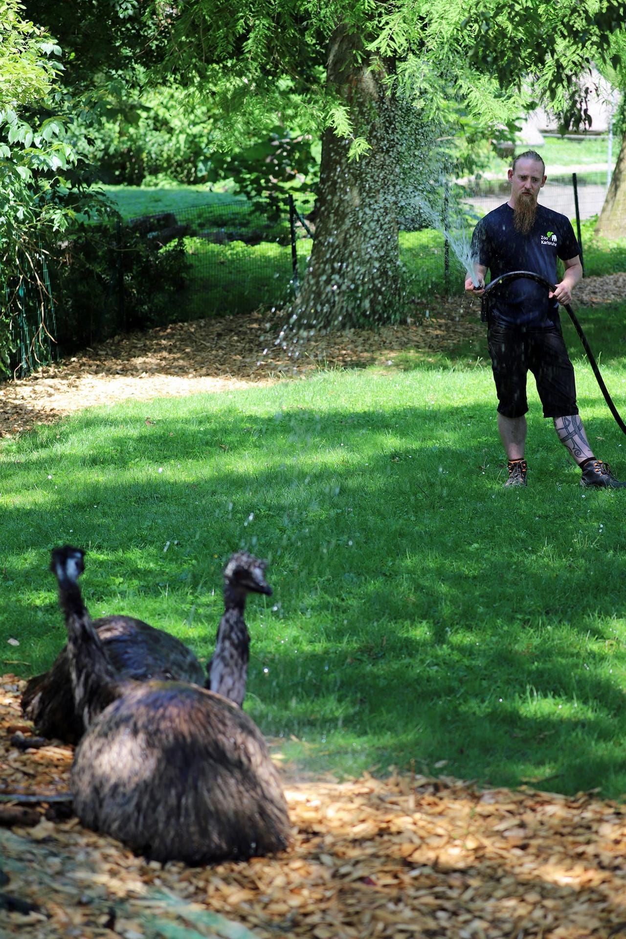 Zwei Emus genießen die Abkühlung mit dem Wasserschlauch.