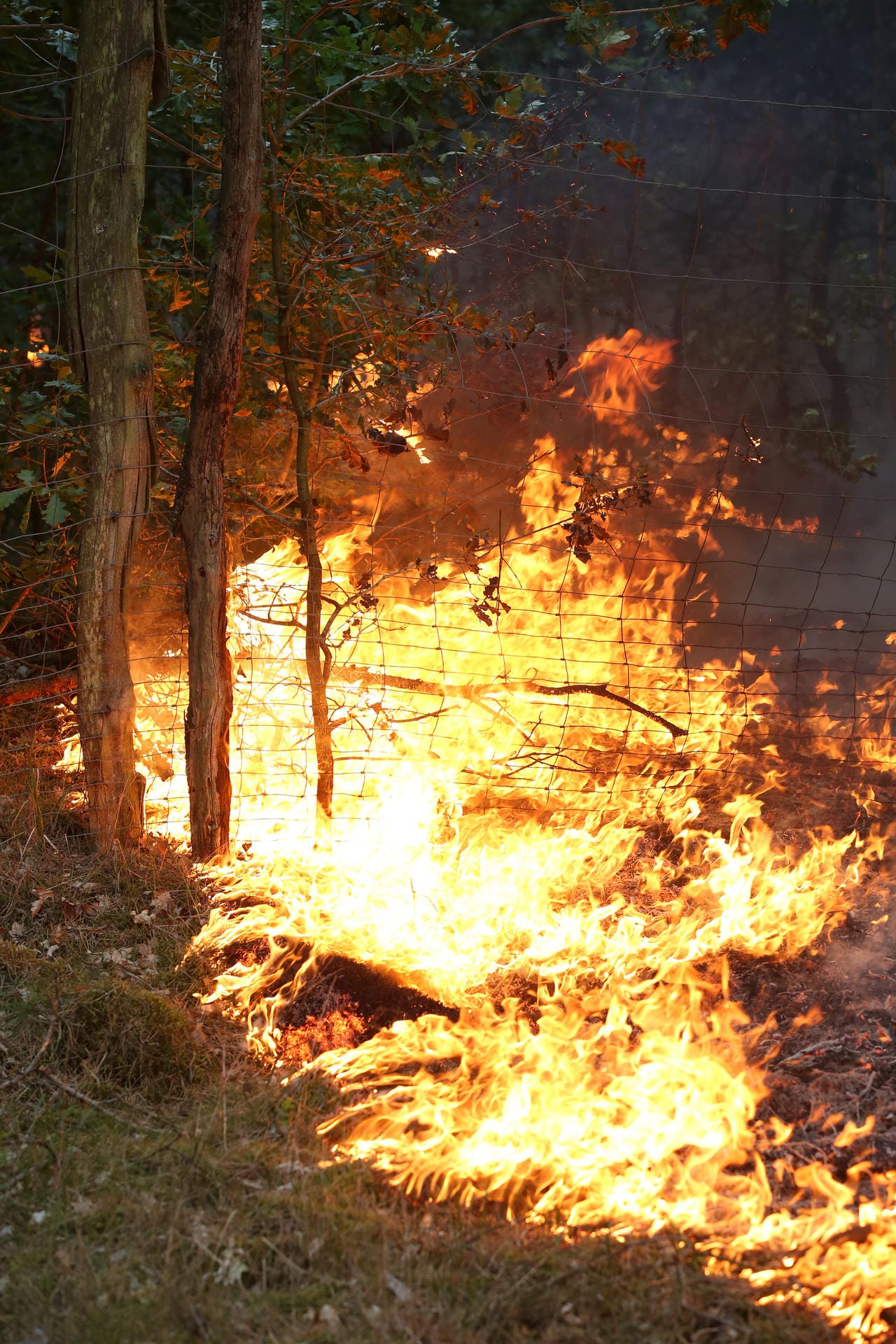 Flammen fressen sich durch den Wald in der Nähe der Ortschaft Trebs.