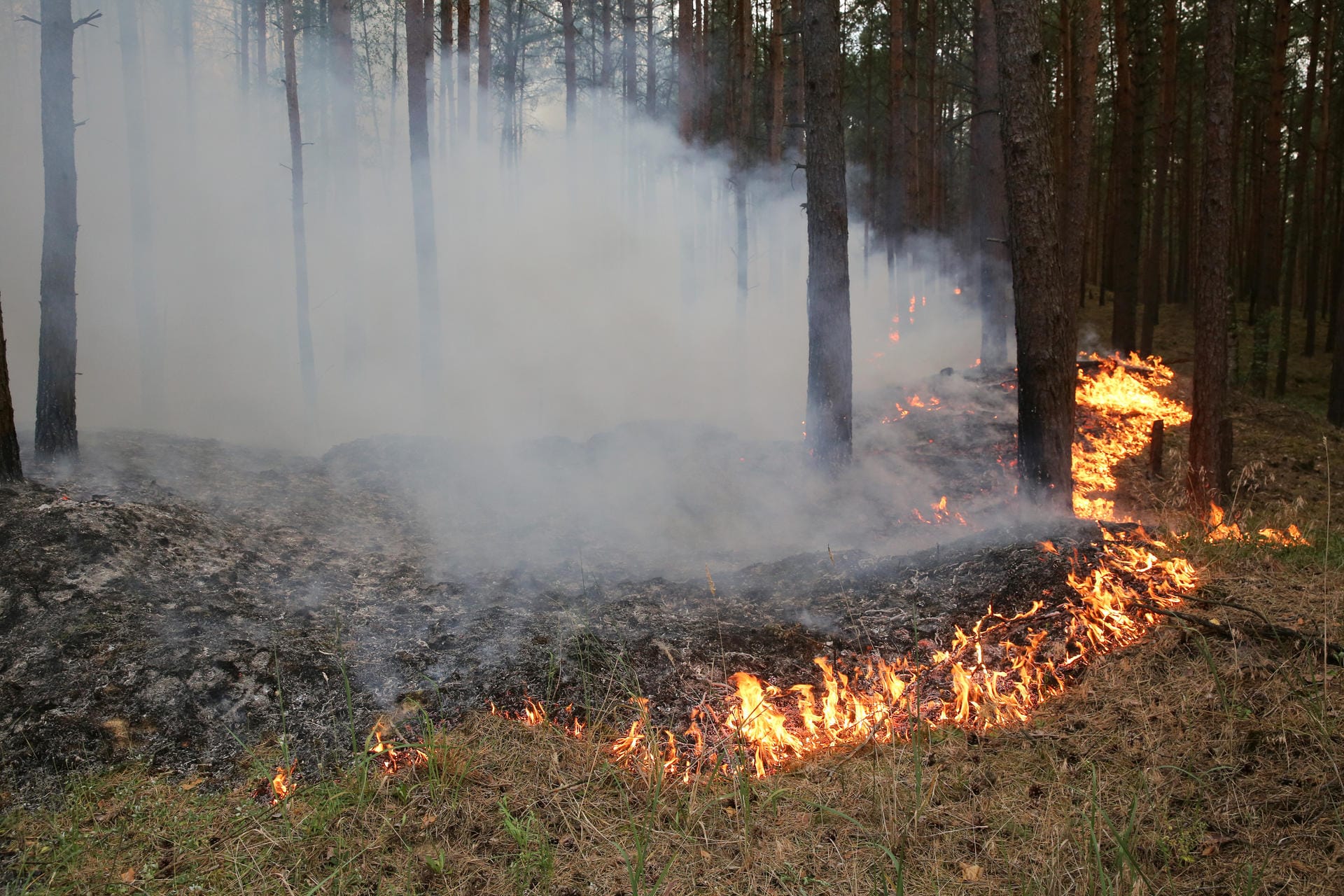 Der Waldbrand ist offenbar der größte in der Geschichte des Landes Mecklenburg-Vorpommern.