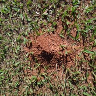 Ameisenhügel im Rasen: Die Insekten können Sie mit selbst gemachter Jauche vertreiben.