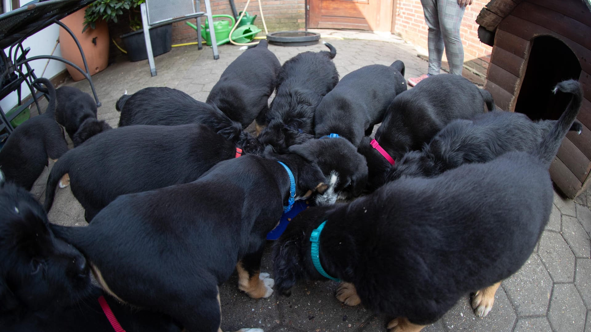 Die Babyhunde sind jetzt acht Wochen alt und fressen schon aus dem Napf.