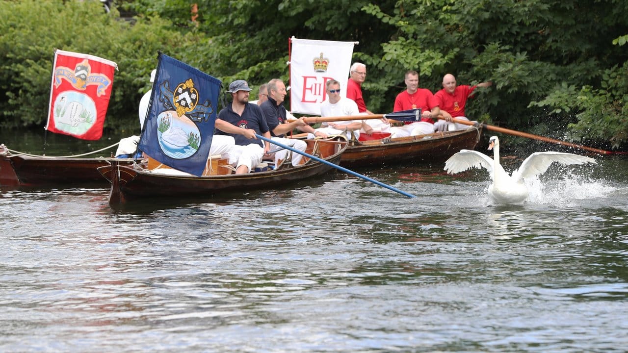 Beim "Swan Upping" werden die Höckerschwäne auf der Themse gefangen und beringt, bevor sie wieder in die Freiheit entlassen werden.