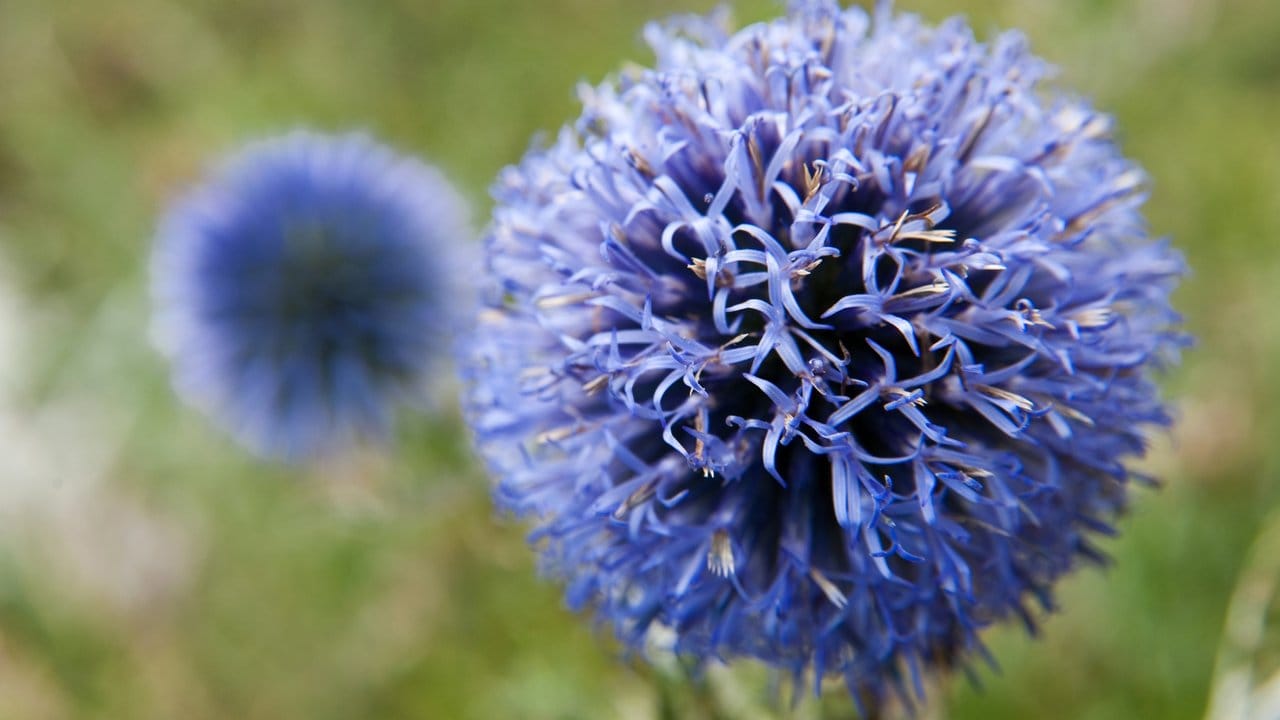 Tiefblaue Blüten bilden die Ruthenischen Kugeldisteln (Echinops ritro ruthenicus).