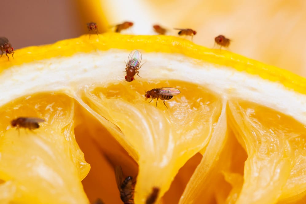 Fruchtfliegen auf einer Zitrone: Obstfliegen sitzen häufig versteckt auf frisch gekauftem Obst und Gemüse und gelangen so in unsere Wohnung.