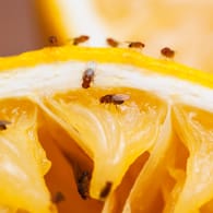 Fruchtfliegen auf einer Zitrone: Obstfliegen sitzen häufig versteckt auf frisch gekauftem Obst und Gemüse und gelangen so in unsere Wohnung.