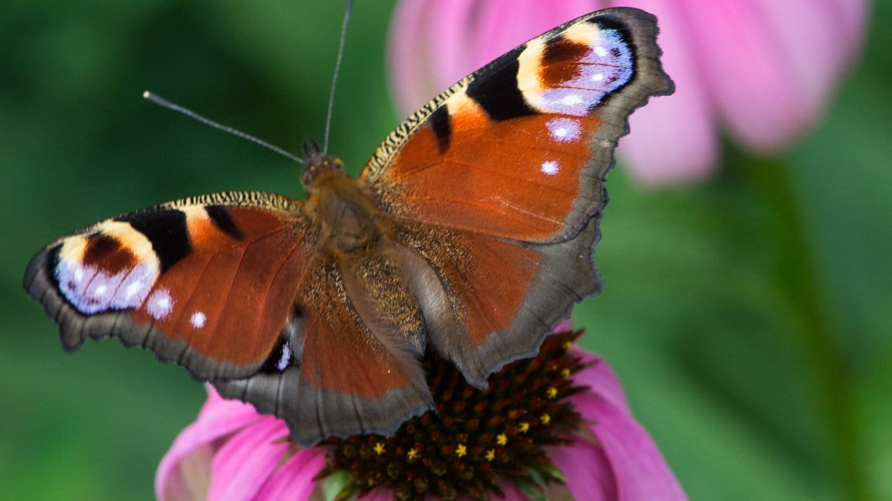 Schmetterlinge wie das Tagpfauenauge werden wegen ihrer bunten Flügel gerne im Garten gesehen.