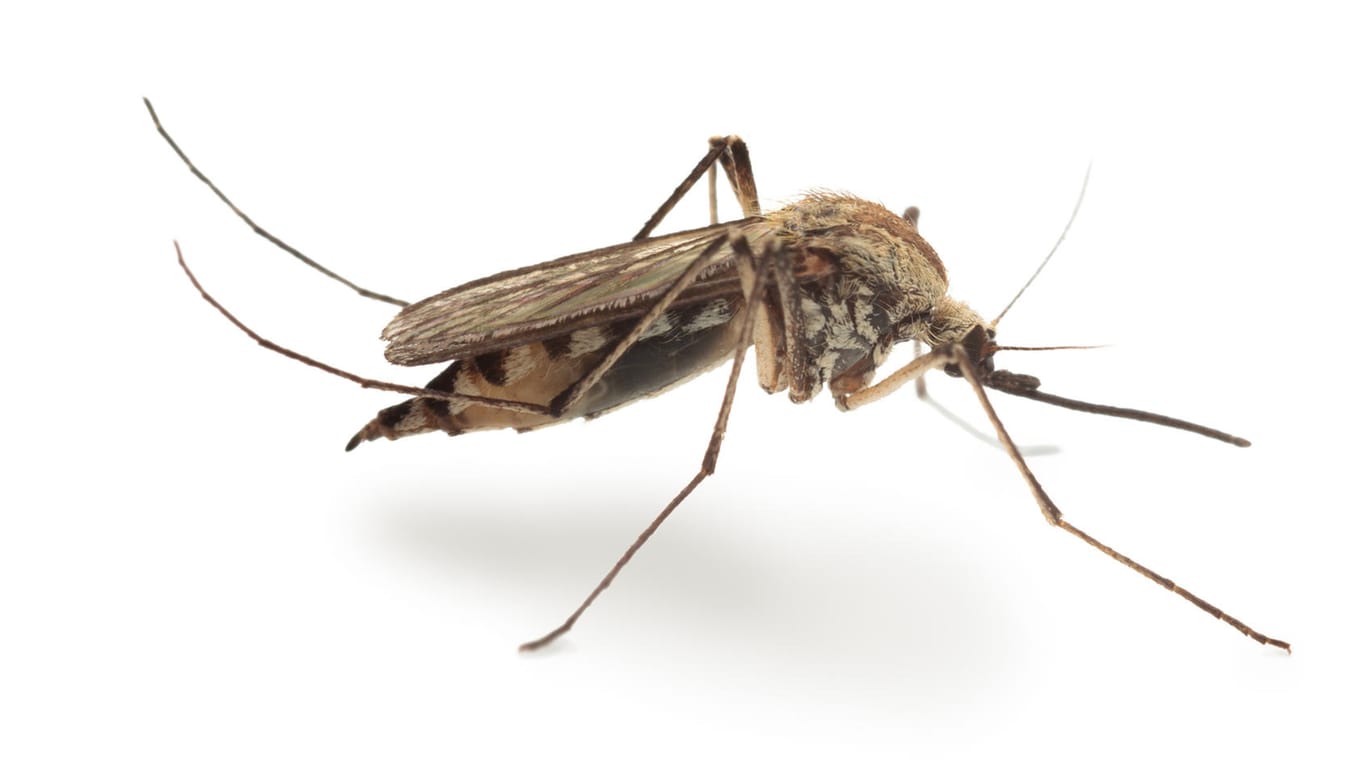 Gemeine Stechmücke: Die Culex pipiens, in Süddeutschland auch Schnake genannt, ist eine kleine Mückenart, die häufig in Deutschland vorkommt.