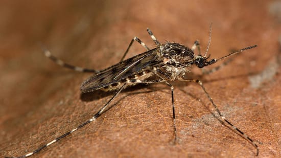 Stechmücken bekämpfen Wie Sie die Insekten in Haus und Garten loswerden