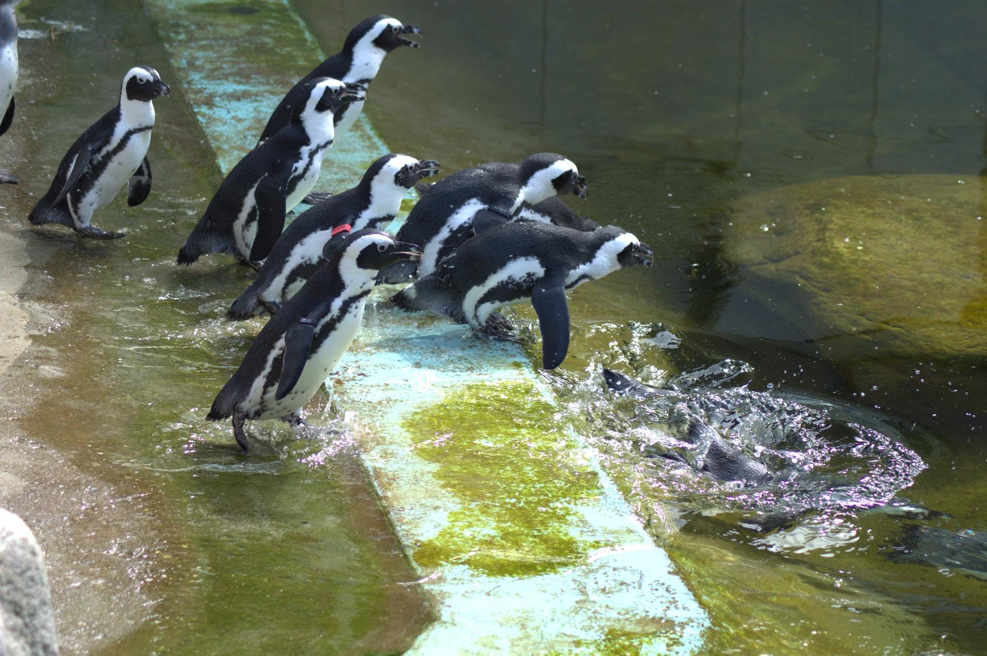 Bei dem heißen Wetter können sich die Pinguine über eine Erfrischung freuen.