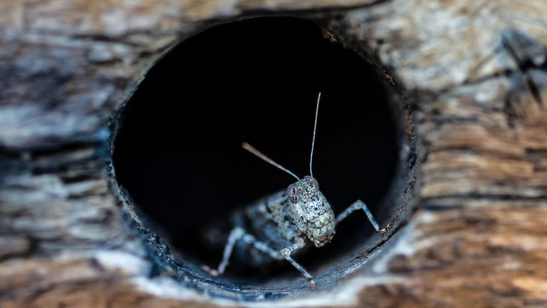 In der Nähe einer Pizzeria hat es sich ein Grashüpfer in einem Loch in einer Mauer gemütlich gemacht: Das Frühjahr in der Gegend war ungewöhnlich feucht – das dürfte die Insektenplage ausgelöst haben.