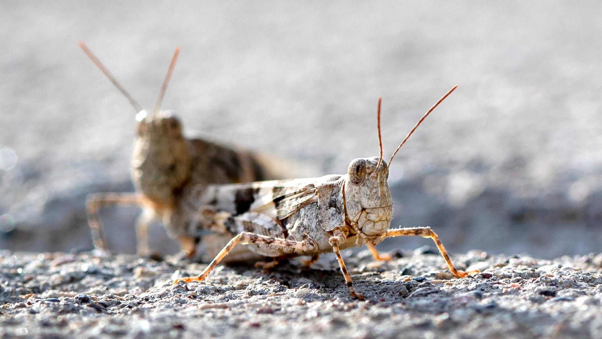 Zwei Grashüpfer sonnen sich auf einem Bürgersteig: Die Tiere sehen groß aus – sind aber ungefährlich, versichern Experten.