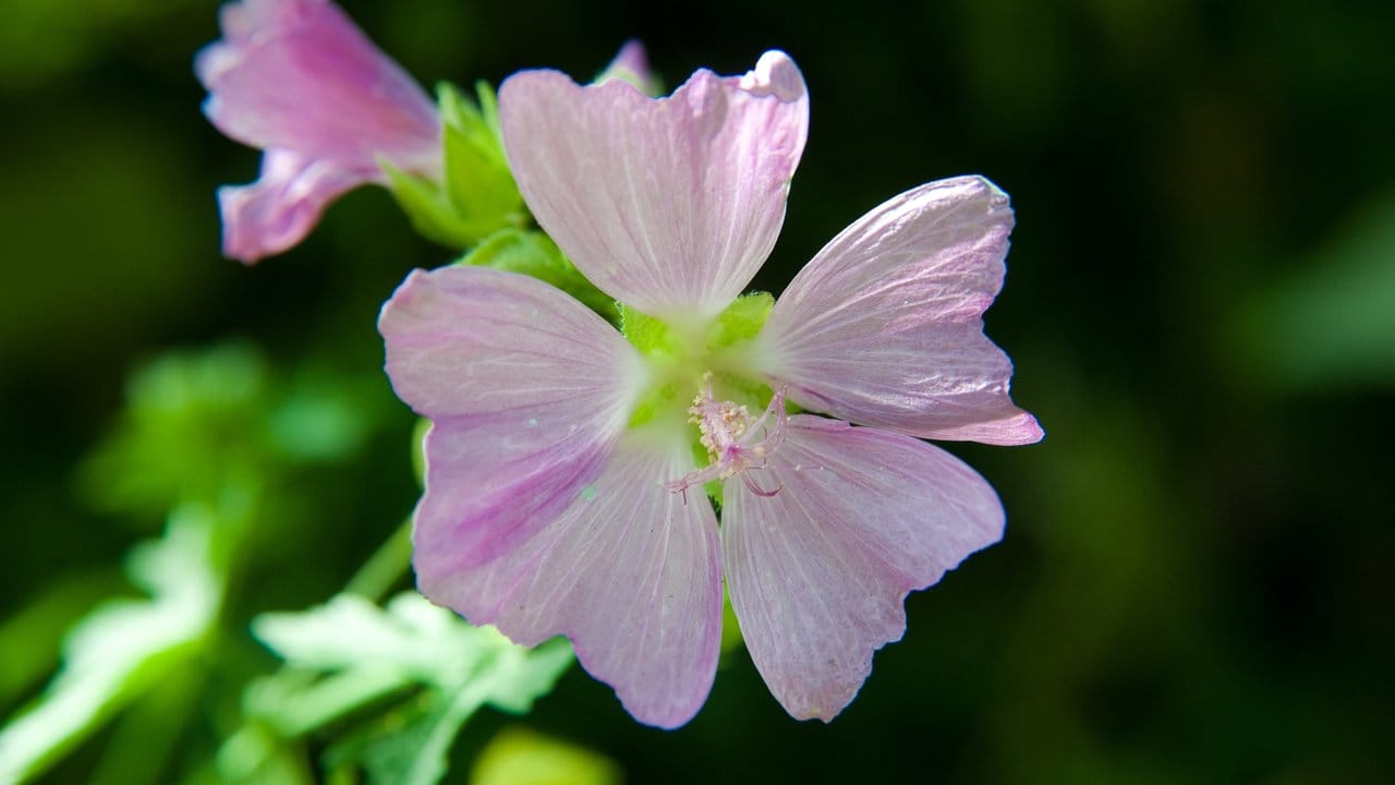 Die Moschusmalve trägt rosafarbene oder weiße Blüten in Büscheln und erreicht etwa eine Höhe von 60 Zentimetern.