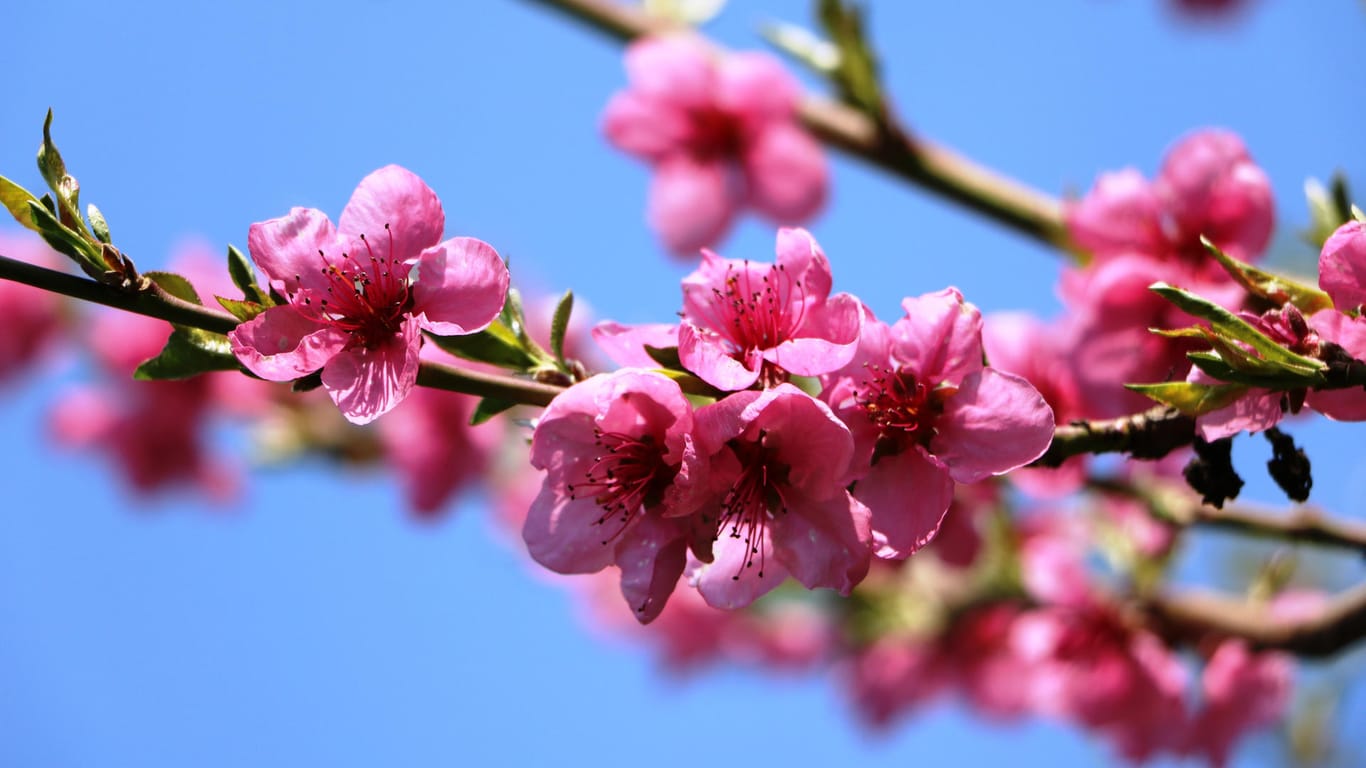 Nektarinenblüte: Die Blütezeit beginnt zwischen März und April.