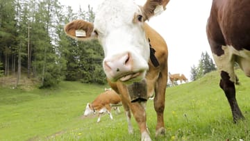 Thüringen: Kuh bricht aus und steigt auf die Motorhaube