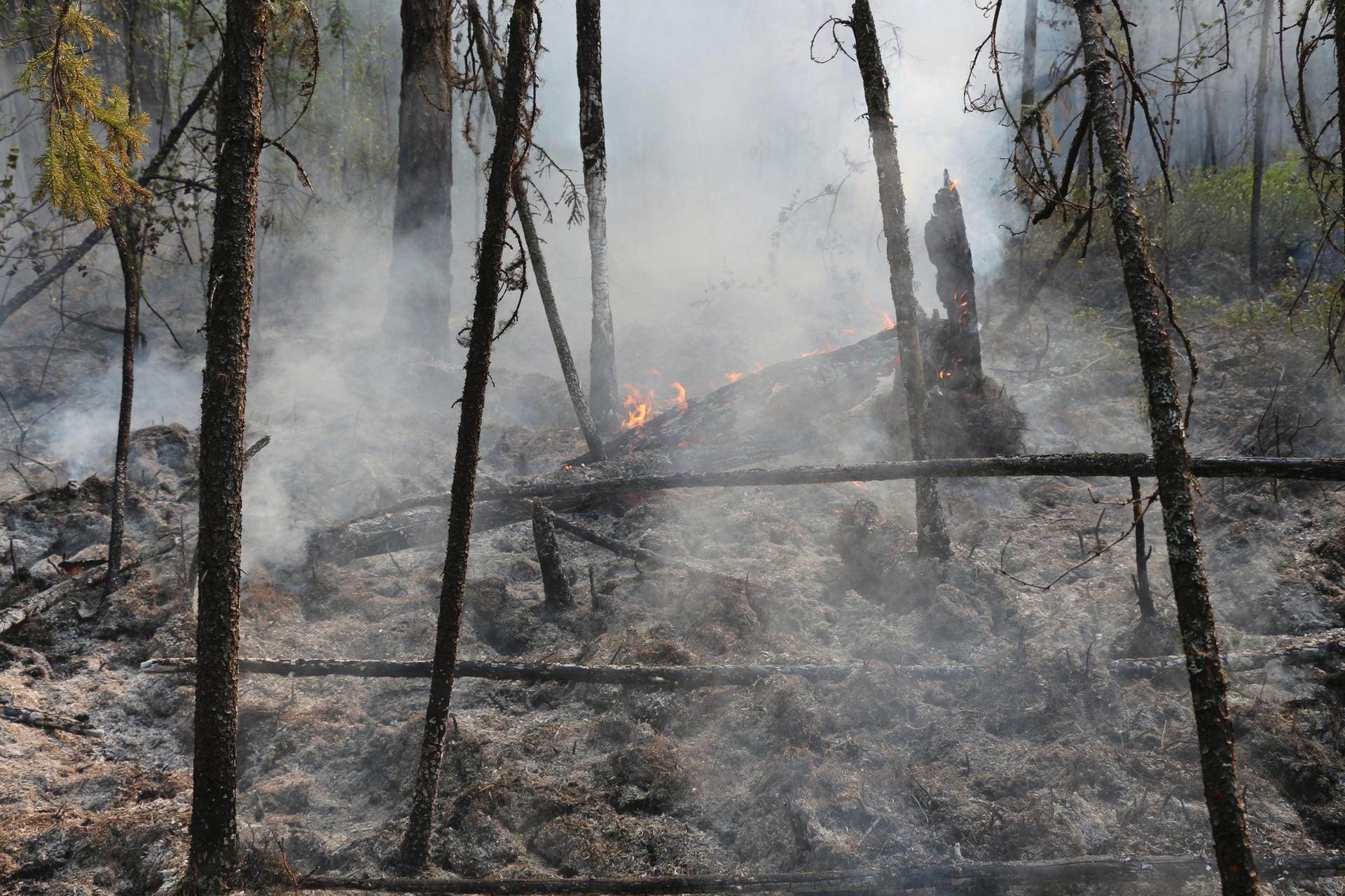 Das Feuer frisst sich durch einen Wald bei Boguchansk: Eine Fläche von der Größe Nordrhein-Westfalens ist bereits abgebrannt – mehr als drei Millionen Hektar.