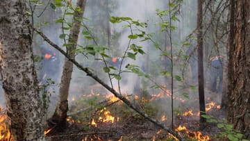 Flammen nagen an den noch grünen Bäumen im russischen Wald: Die Taiga gilt als "grüne Lunge" Russlands – und ist auch für das Weltklima von Bedeutung.