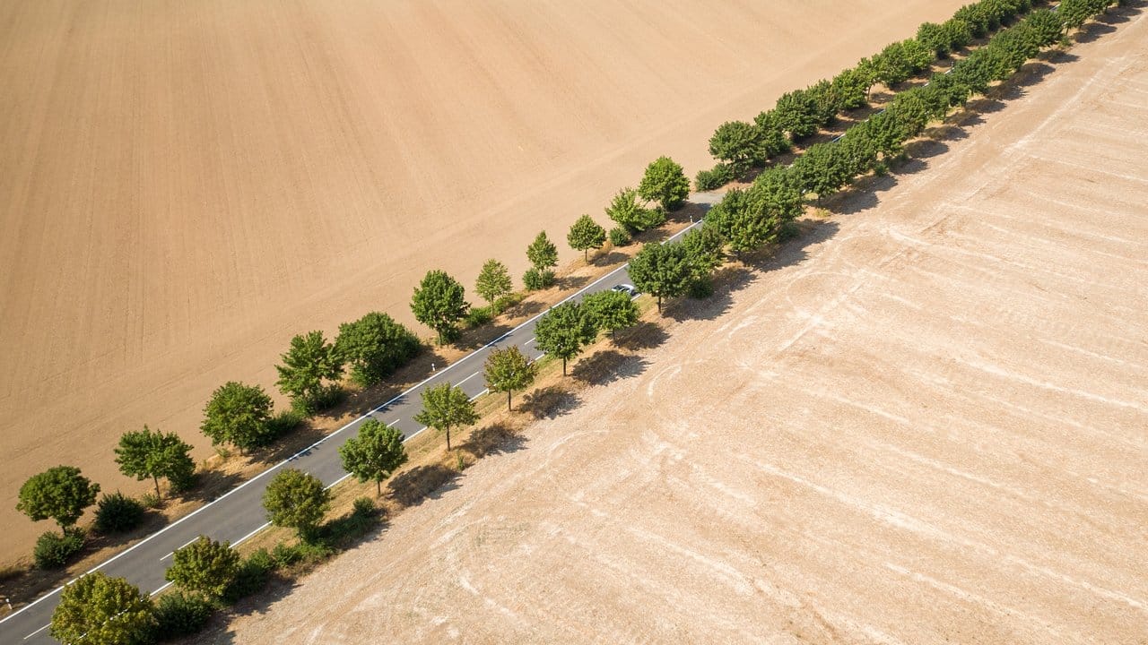 Alleebäume bilden den einzigen grünen Farbtupfer zwischen trockenen, abgeernteten Feldern in Sachsen.