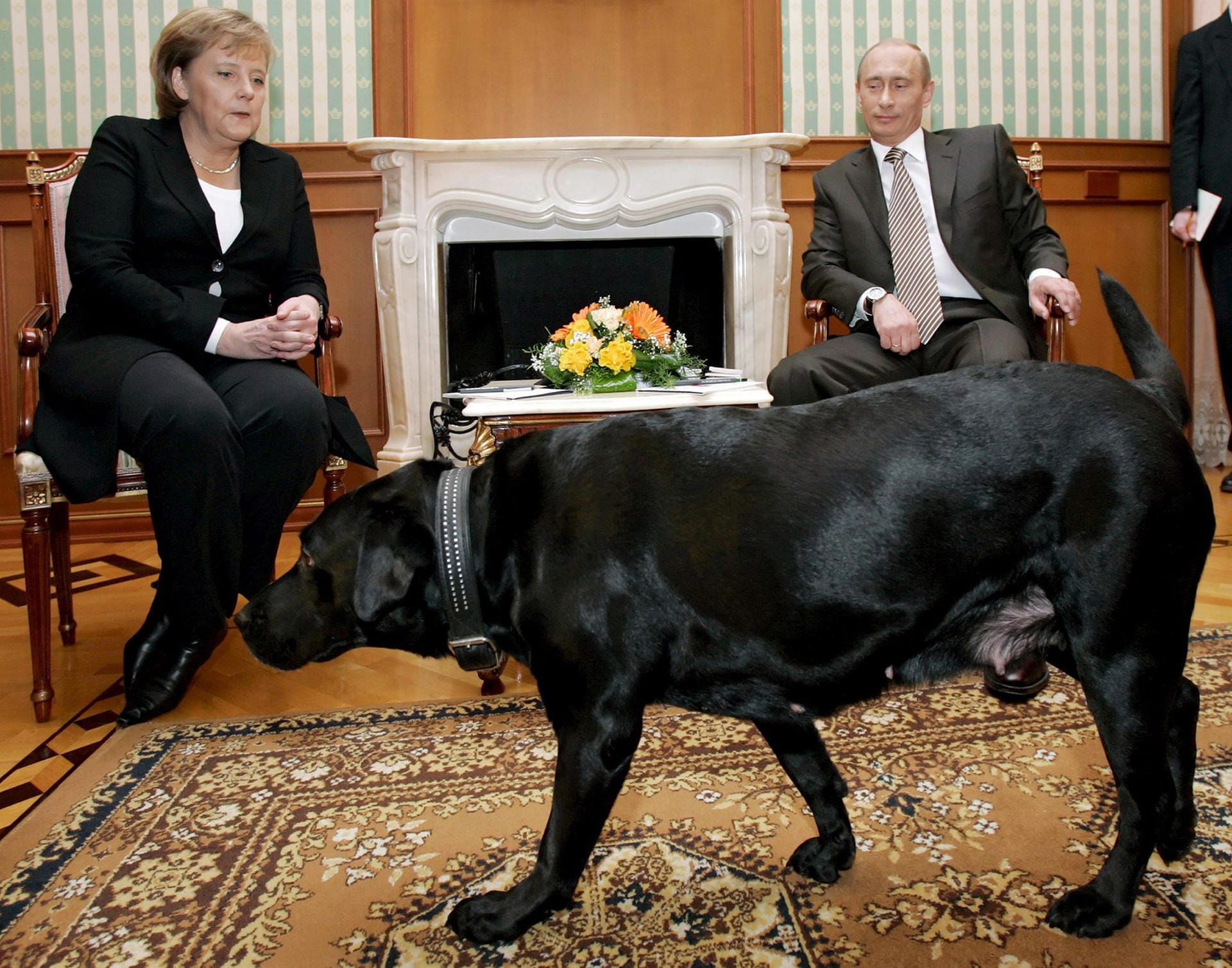 Mit Merkel lief es nicht ganz so rund. Bei einem frühen Treffen mit ihr ließ er seinen schwarzen Labrador durchs Zimmer laufen. Klare Machtdemonstration: Merkel hat eine "gewisse Sorge" vor Hunden, wie sie einmal sagte.