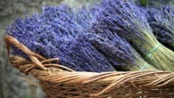 Lavendel trocknen: Welche Fehler Sie vermeiden sollten
