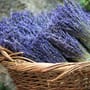 Lavendel trocknen: Welche Fehler Sie vermeiden sollten