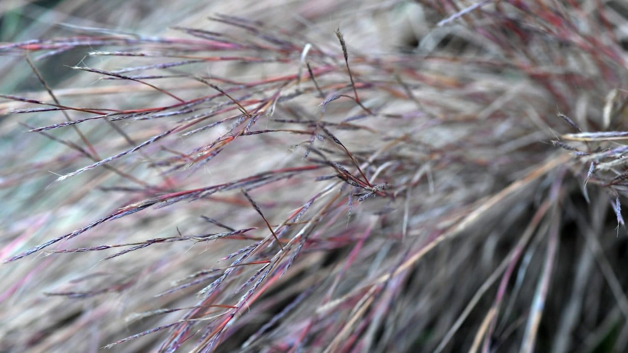 Das Gamba-Gras bringt optisch Stabilität in eine Kombination mit Blühpflanzen aus der Prärie.