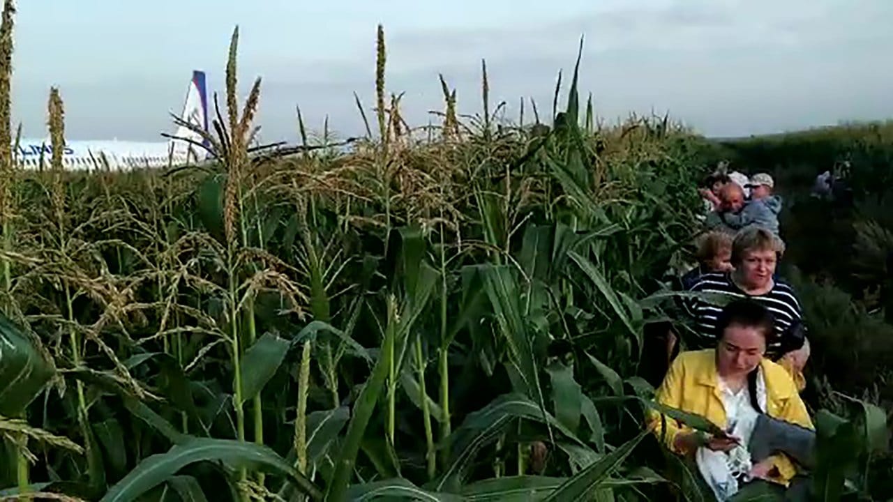 Die notgelandete Maschine im Maisfeld.