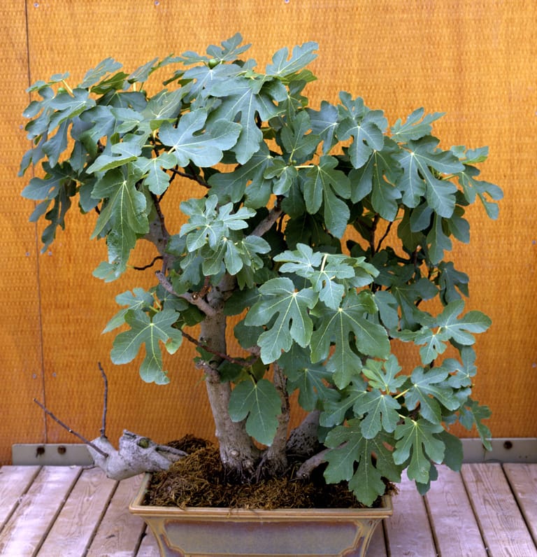 Echter Feigenbaum: Der Ficus eignet sich auch als Bonsai.