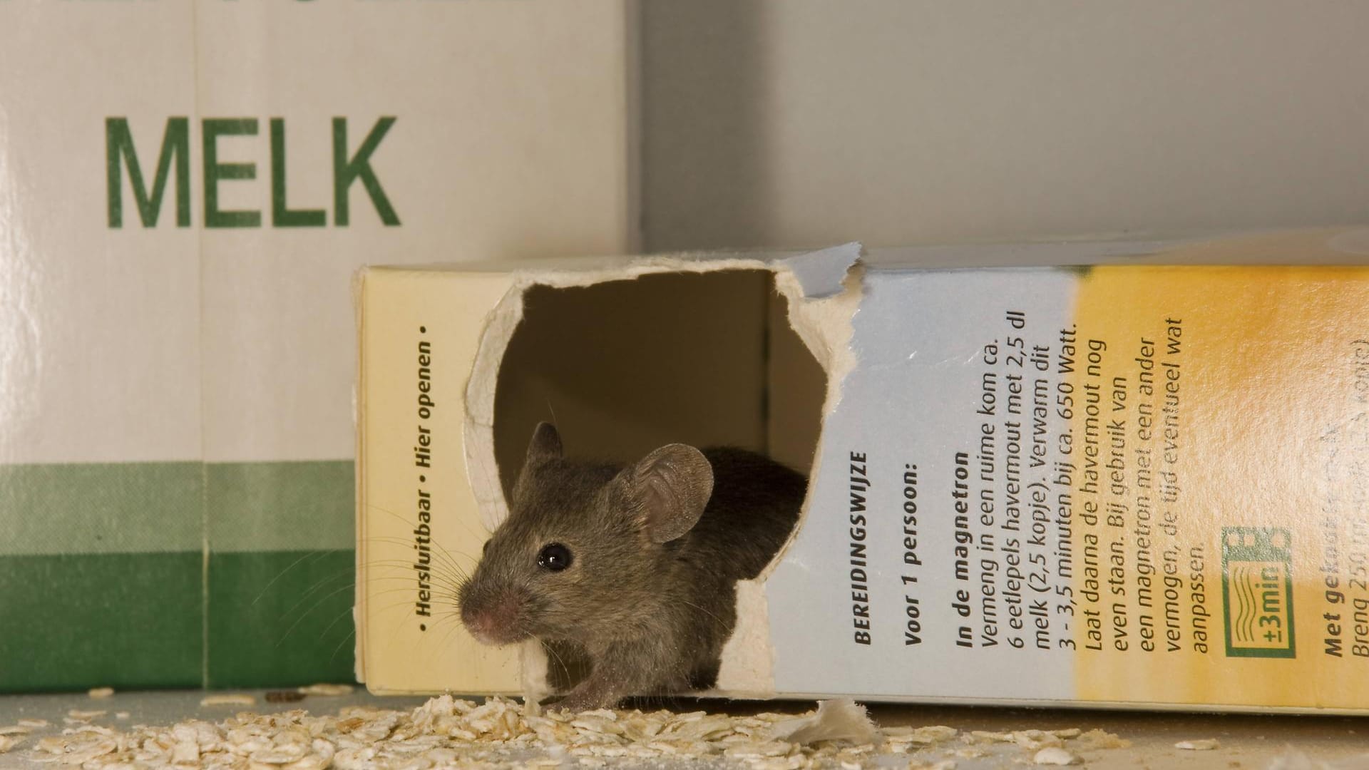 Hausmaus schaut aus einer Packung Haferflocken heraus: Die Schädlinge fressen Lebensmittelverpackungen an.