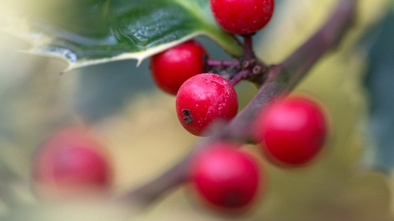 Die Stechpalme bietet Vögeln mit ihren roten Beeren wertvolle Nahrung.