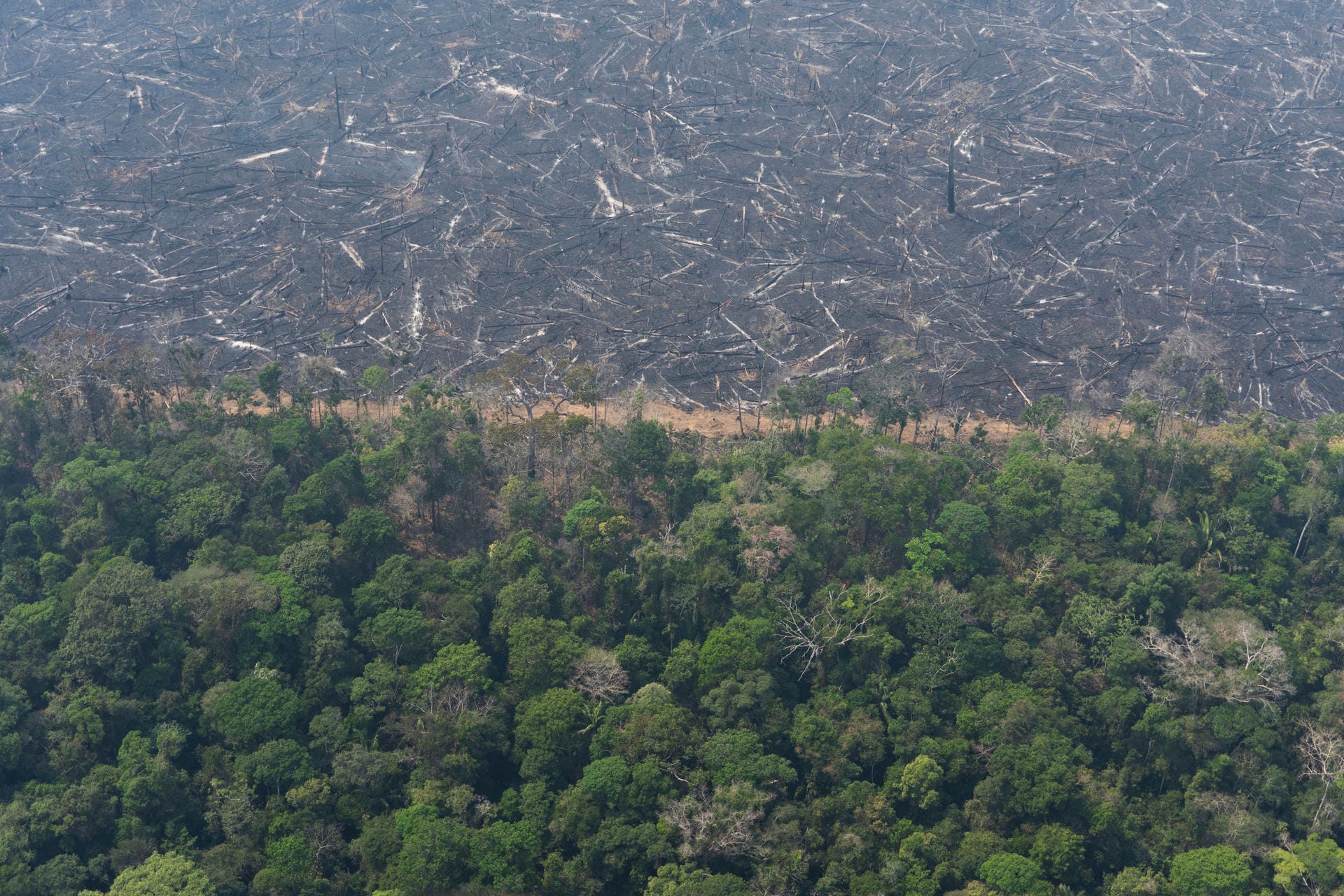 Verbrannte Bäume liegen neben einem Waldstück: Auch andere Regionen wie Porto Velho bleiben nicht von den Bränden verschont.