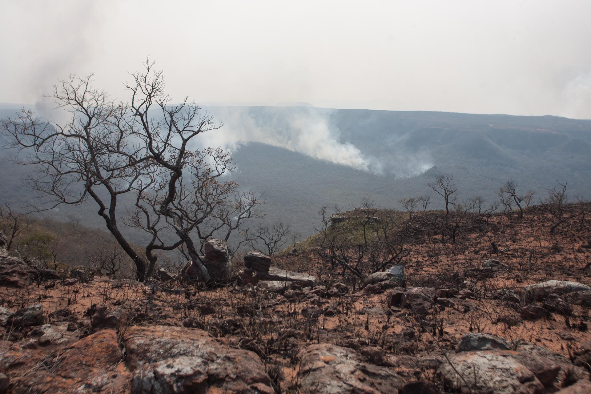 Verkohlte Bäume stehen in Bolivien während der Waldbrände im Amazonasgebiet: Sogar anliegende Staaten haben inzwischen mit den Flammen zu kämpfen.