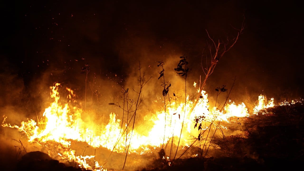 Flammen lodern in einem Waldgebiet im Bundesstaat Rondonia.
