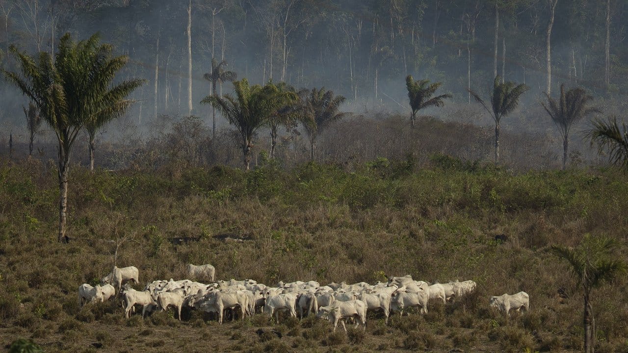 Rinder stehen in der Region Alvorada am Waldrand, aus dem Rauch aufsteigt.