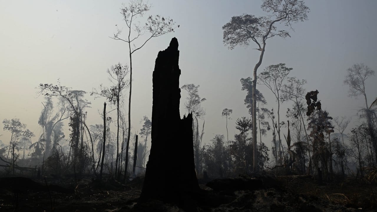 Verkohlte Bäume nach einem Waldbrand in der Region Vila Nova Samuel.