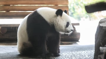 Die Pandabärin Meng Meng sitzt in ihrem Gehege.