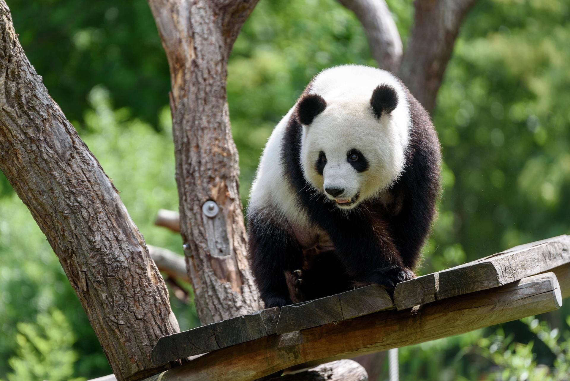 Die Panda-Dame Meng Meng sitzt auf einem Brett an einen Baum.