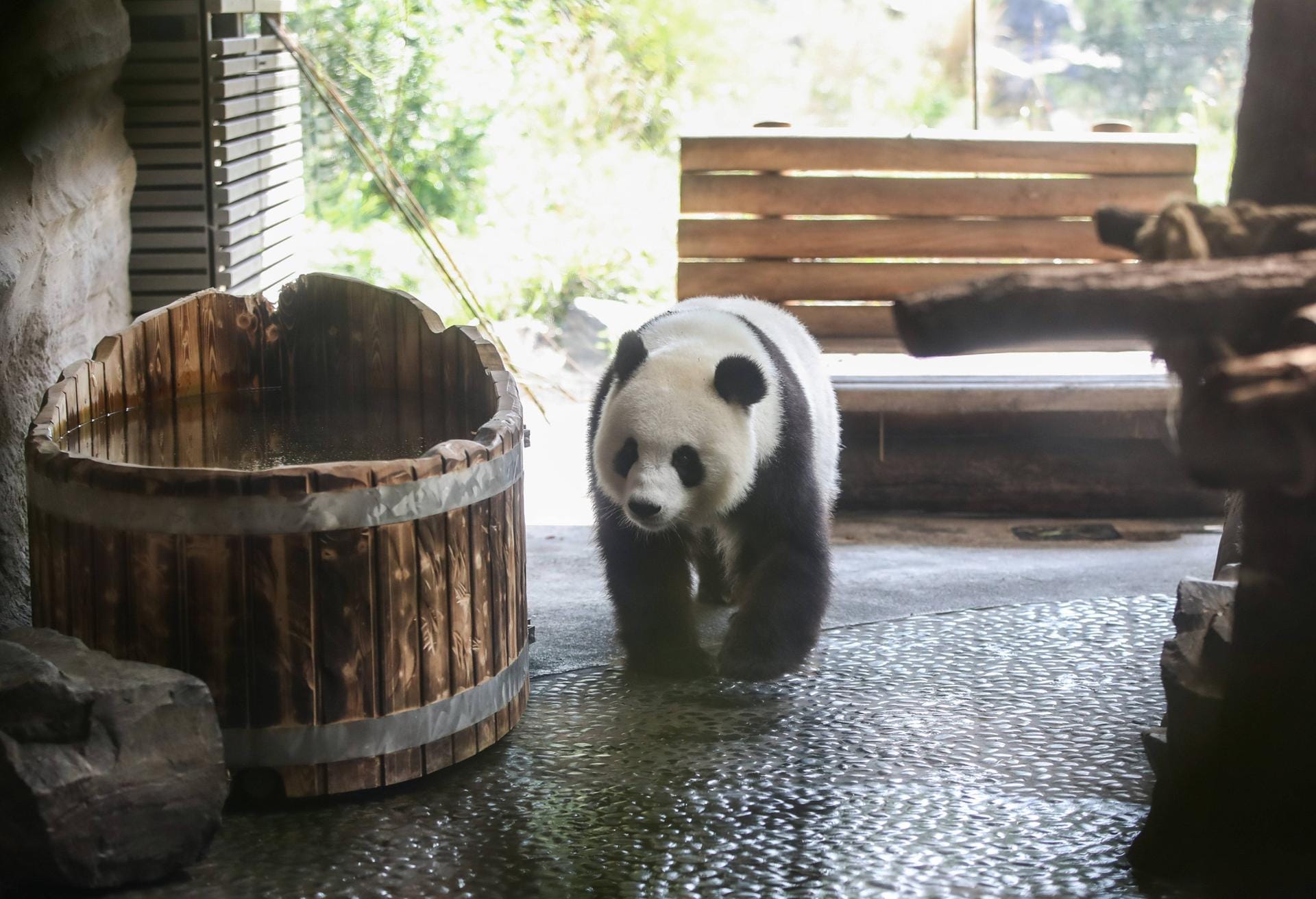 Die Panda-Dame erkundigt ihr Gehege im Zoo.