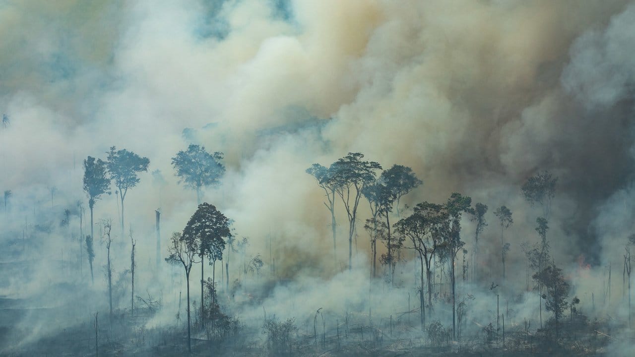 Dichter Rauch steigt bei einem Brand im Amazonasgebiet zwischen den Bäumen auf.