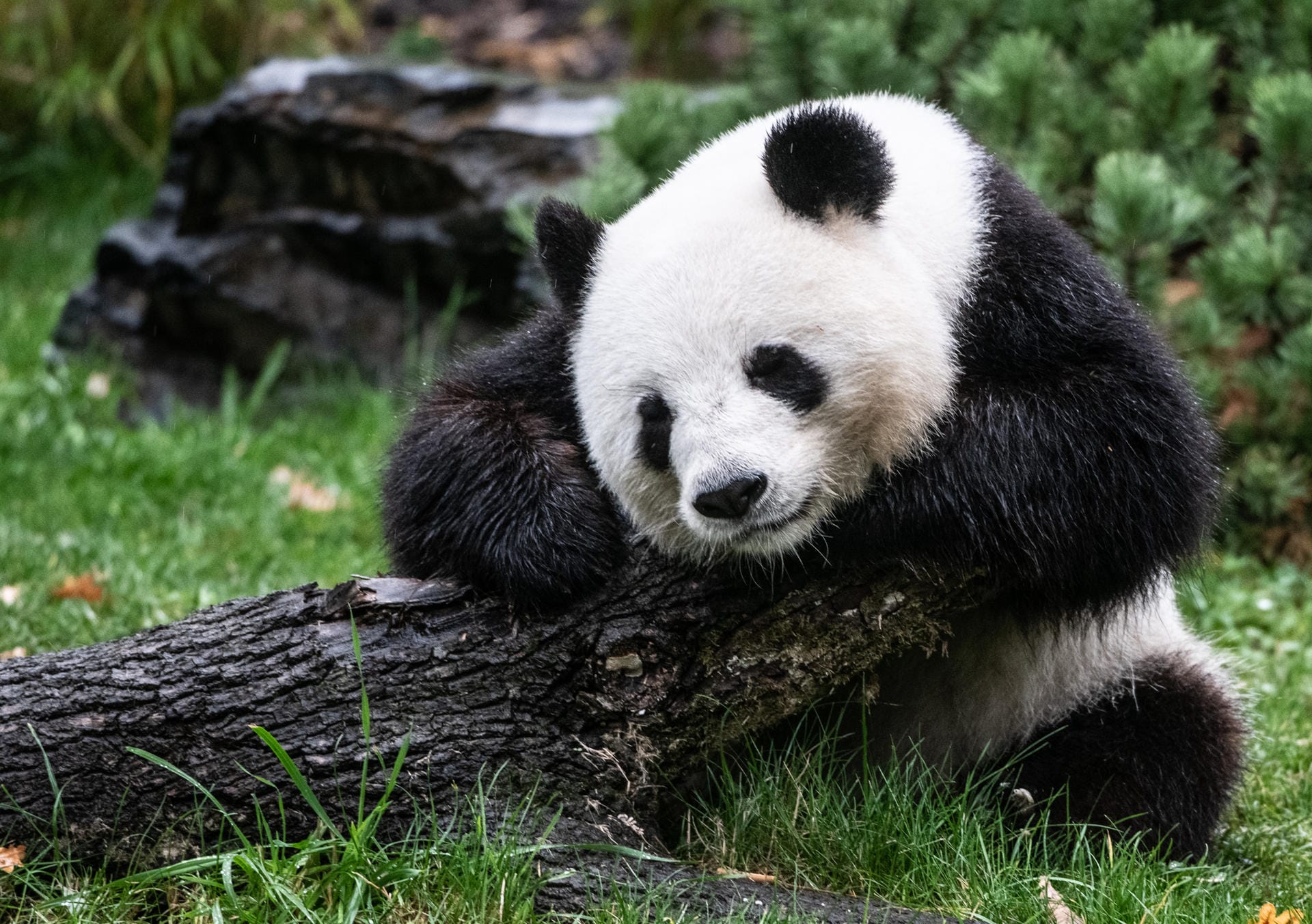 Pandabärin Meng Meng lehnt sich an einen Baustamm.